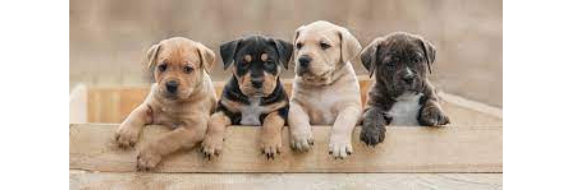 Glückliche Hunde