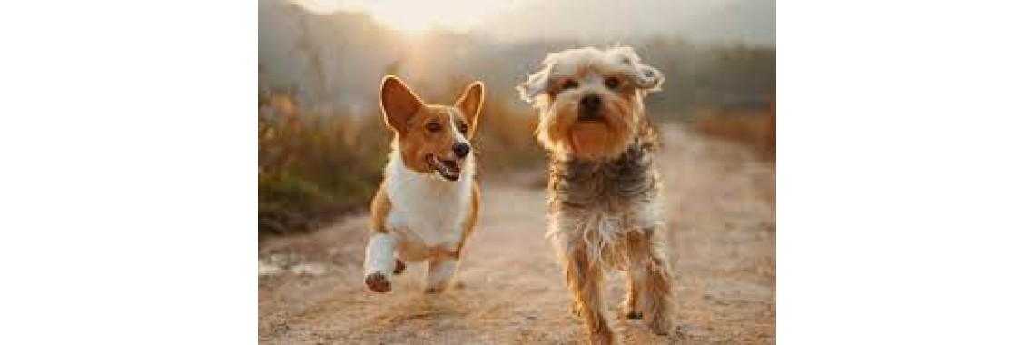 Glückliche Hunde