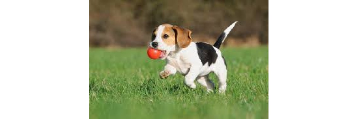 Glückliche Hunde