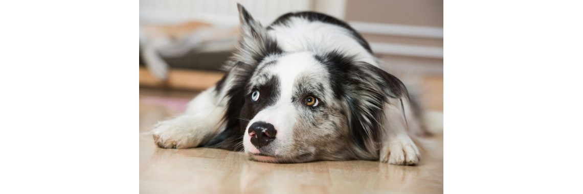 Glückliche Hunde