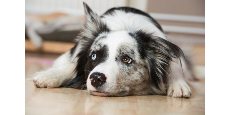 Glückliche Hunde