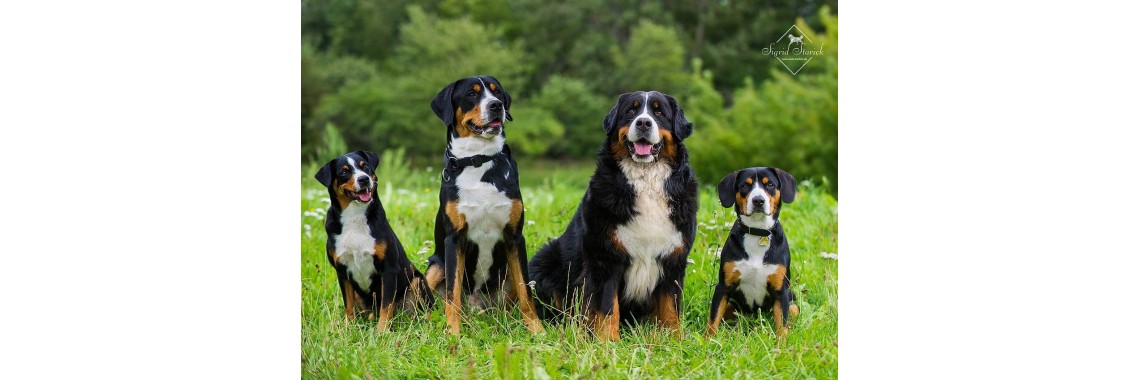 Glückliche Hunde