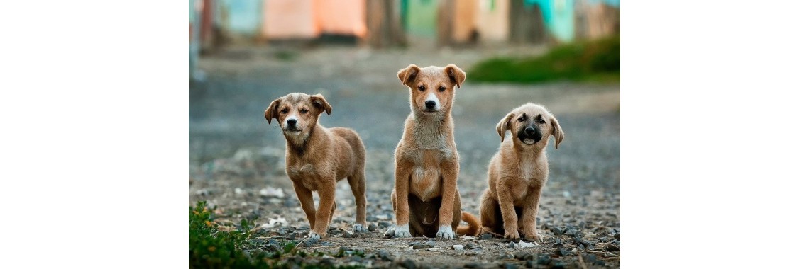 Glückliche Hunde