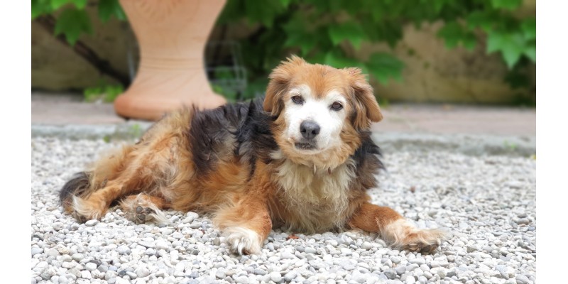 Glückliche Hunde