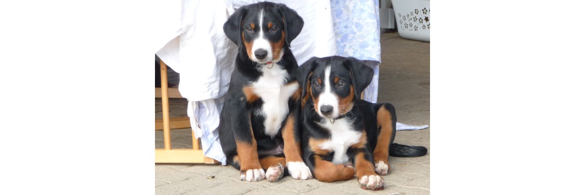 Glückliche Hunde