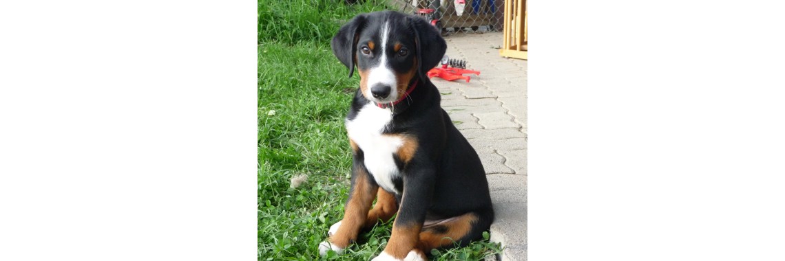 Glückliche Hunde