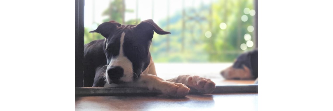 Glückliche Hunde