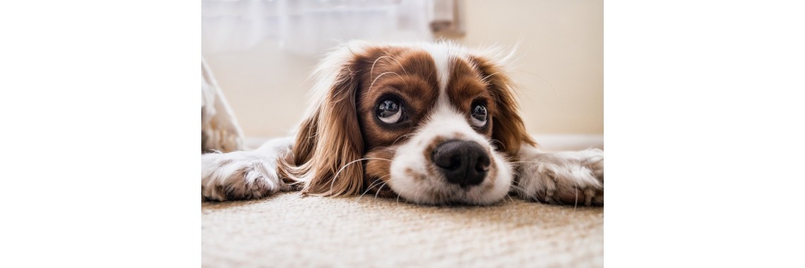 Glückliche Hunde