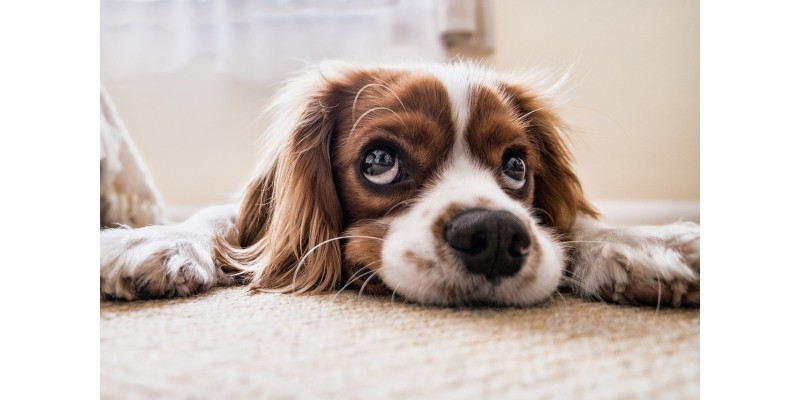 Glückliche Hunde