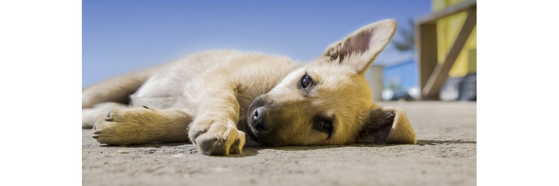 Glückliche Hunde