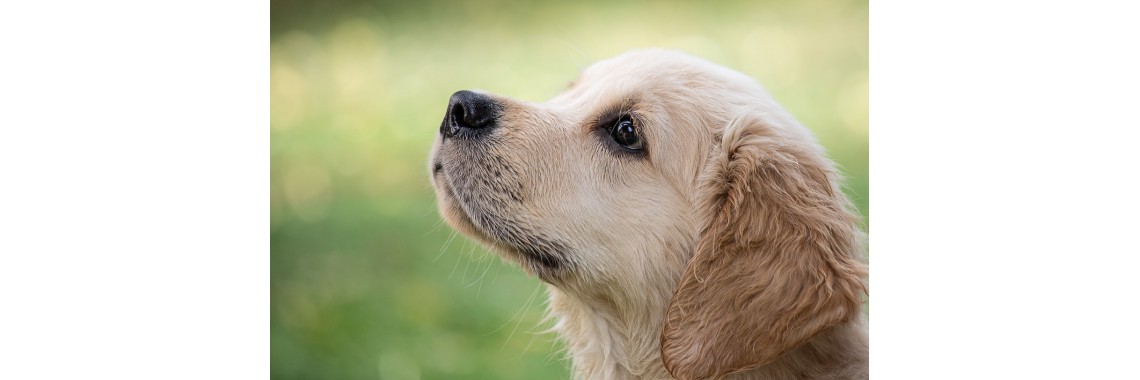 Glückliche Hunde