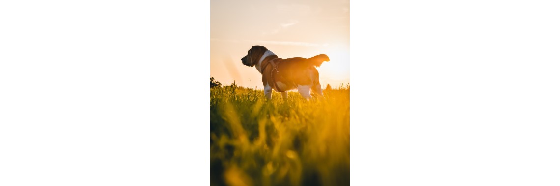 Glückliche Hunde