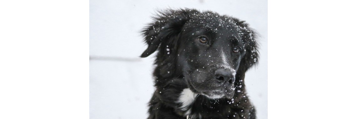 Glückliche Hunde
