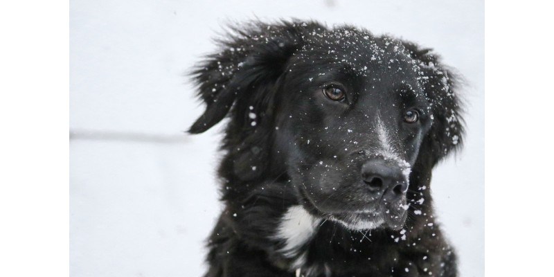 Glückliche Hunde