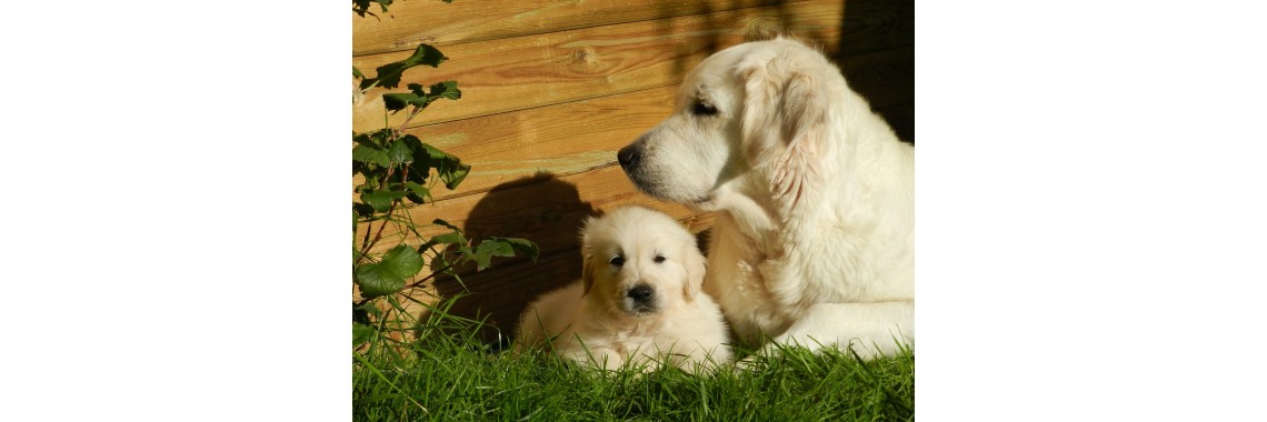 Glückliche Hunde