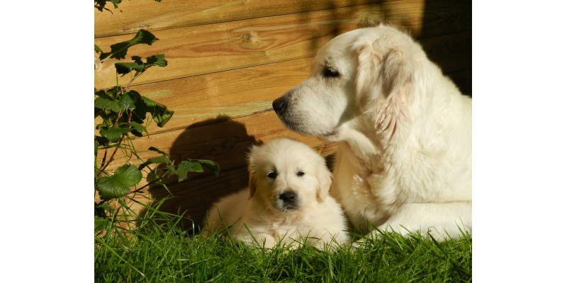 Glückliche Hunde