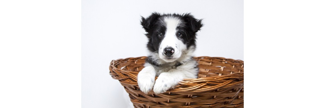 Glückliche Hunde