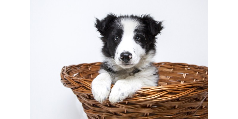 Glückliche Hunde