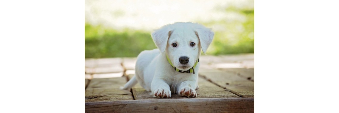 Glückliche Hunde