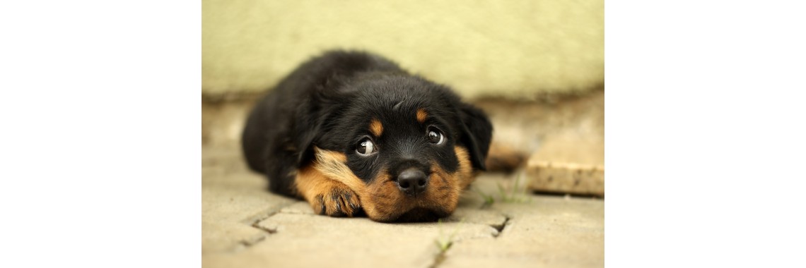 Glückliche Hunde