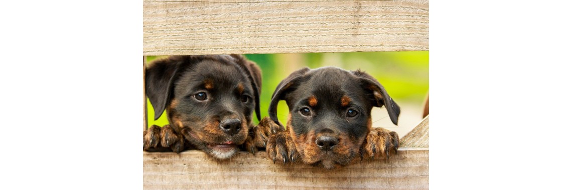 Glückliche Hunde