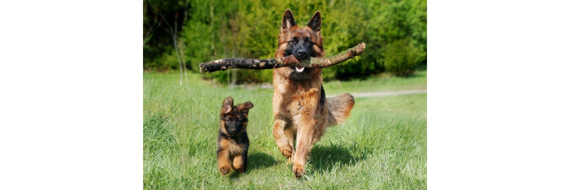 Glückliche Hunde
