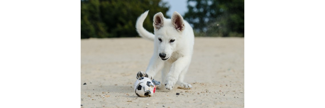 Glückliche Hunde